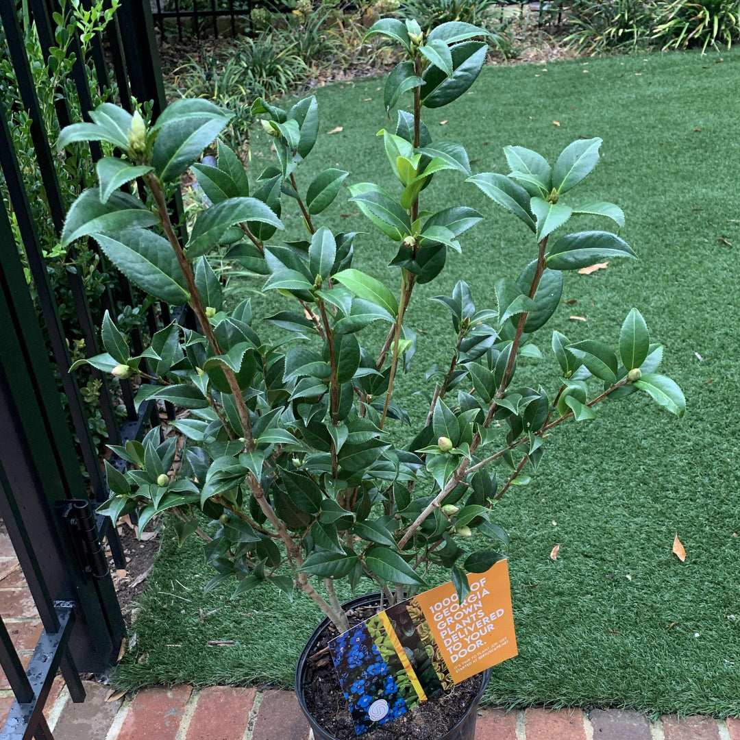 Camellia sasanqua 'Setsugekka' ~ Setsugekka Camellia-ServeScape