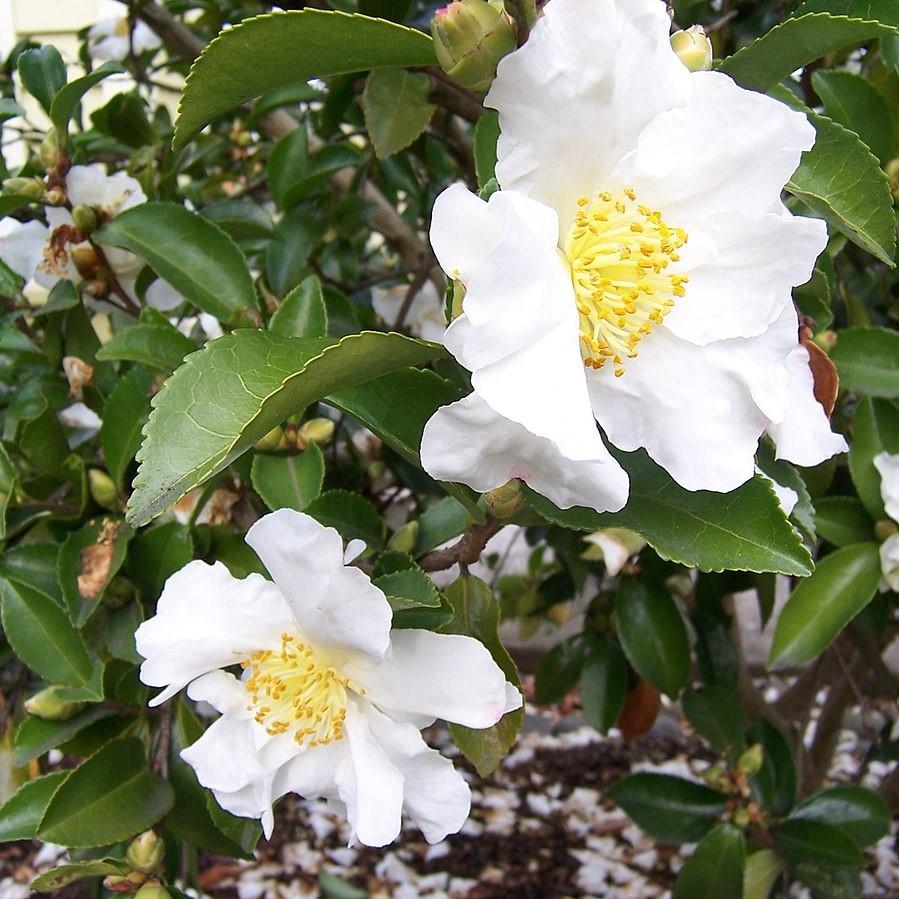 Camellia sasanqua 'Setsugekka' ~ Setsugekka Camellia-ServeScape