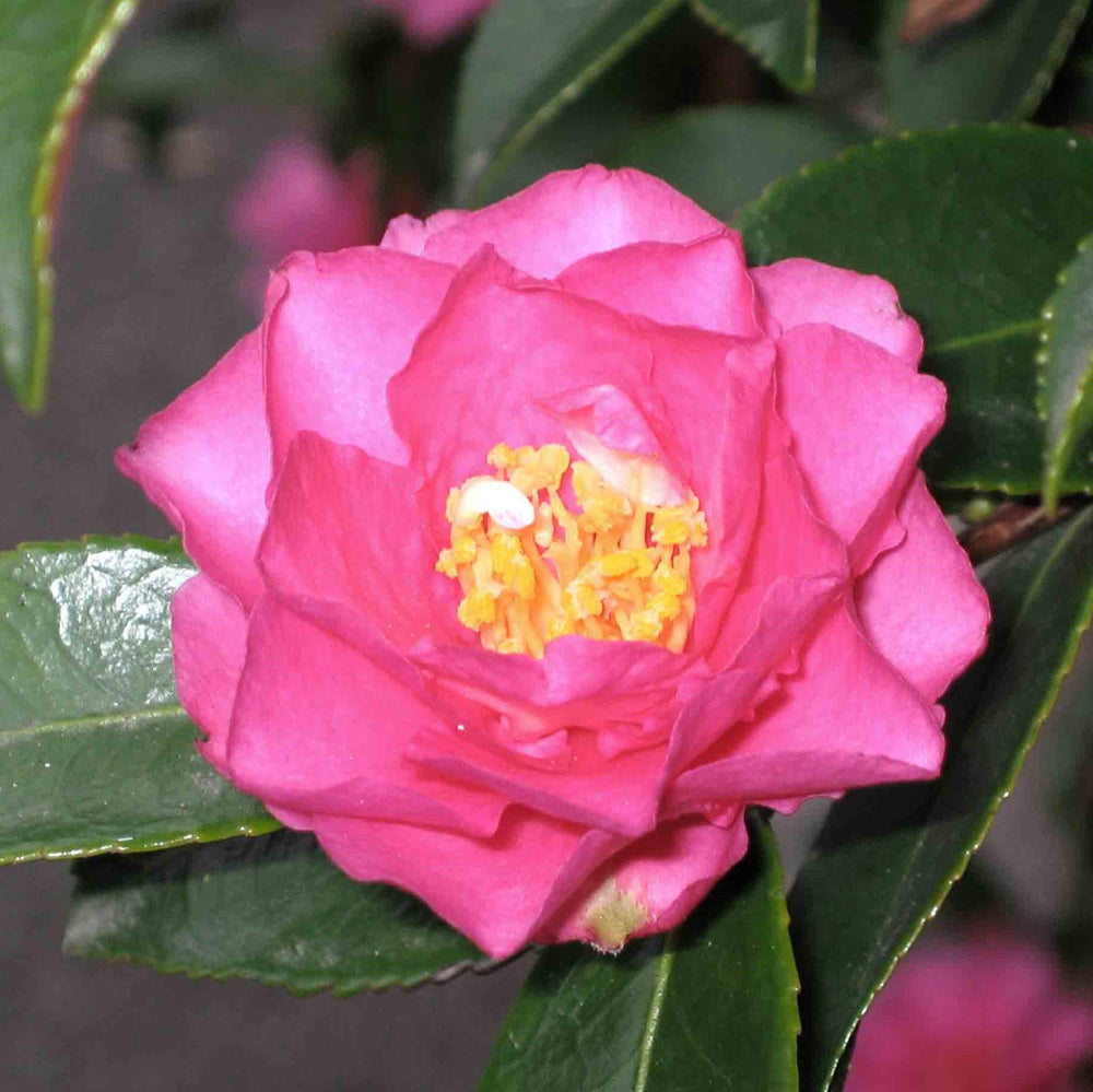 Camellia sasanqua 'Shishi Gashira' ~ Shishi Gashira Camellia-ServeScape