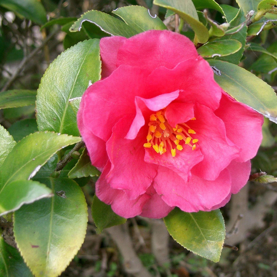 Camellia sasanqua 'Shishi Gashira' ~ Shishi Gashira Camellia - Delivered By ServeScape
