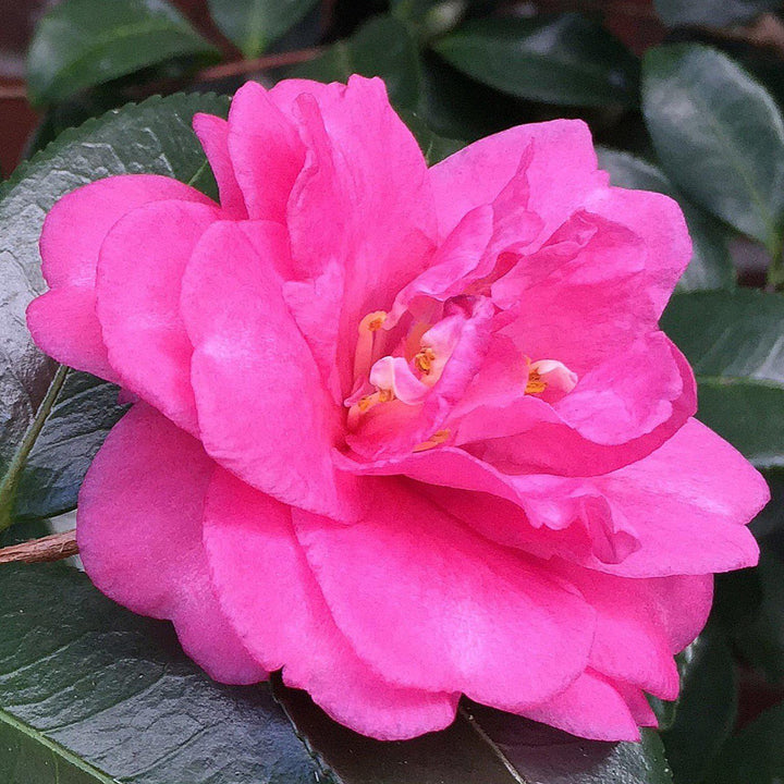 Camellia sasanqua 'Shishi Gashira' ~ Shishi Gashira Camellia-ServeScape
