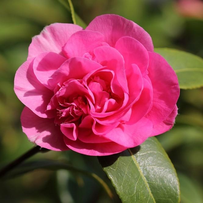 Camellia sasanqua 'Sparkling Burgundy' ~ Sparkling Burgundy Camellia-ServeScape
