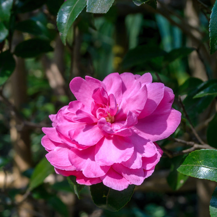 Camellia sasanqua 'Sparkling Burgundy' ~ Sparkling Burgundy Camellia - Delivered By ServeScape