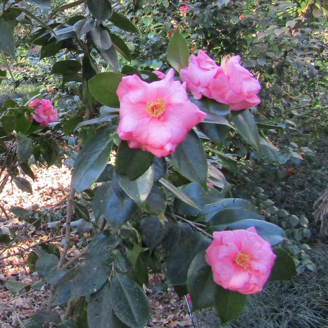 Camellia sasanqua 'Stephanie Golden' ~ Stephanie Golden Camellia-ServeScape