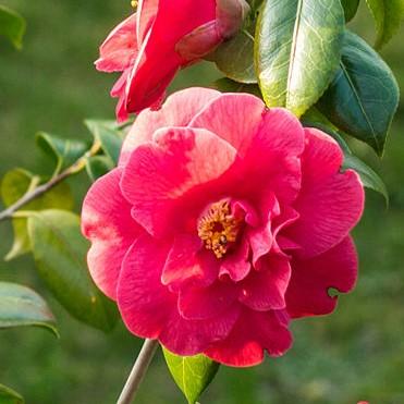 Camellia sasanqua ‘TDN 1111’ ~ Alabama Beauty™ Camellia-ServeScape