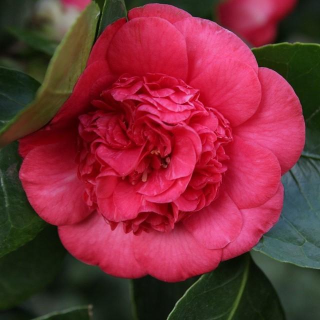 Camellia sasanqua ‘TDN 1111’ ~ Alabama Beauty™ Camellia-ServeScape