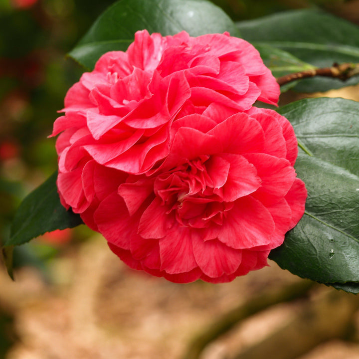 Camellia sasanqua ‘TDN 1111’ ~ Alabama Beauty™ Camellia - Delivered By ServeScape