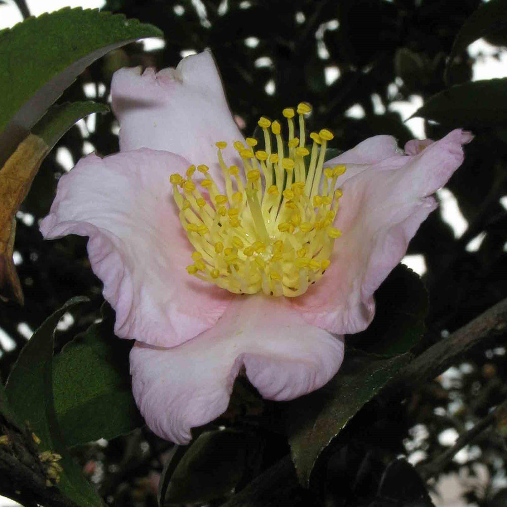 Camellia sasanqua 'Winter's Star' ~ Winter's Star Camellia-ServeScape