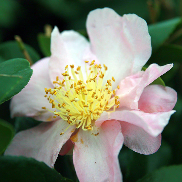 Camellia sasanqua 'Winter's Star' ~ Winter's Star Camellia - Delivered By ServeScape