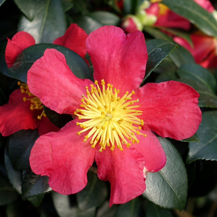 Camellia sasanqua 'Yuletide' ~ Yuletide Camellia-ServeScape