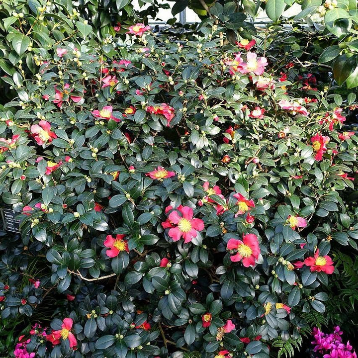 Camellia sasanqua 'Yuletide' ~ Yuletide Camellia-ServeScape