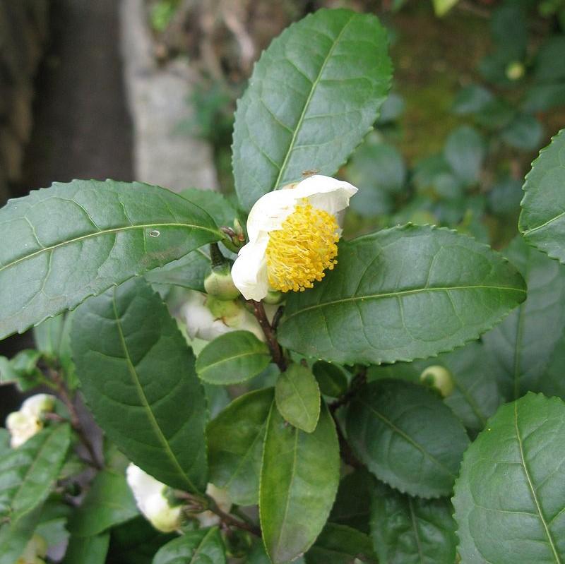 Camellia sinensis ~ Tea Plant-ServeScape