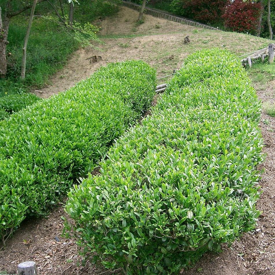 Camellia sinensis ~ Tea Plant-ServeScape