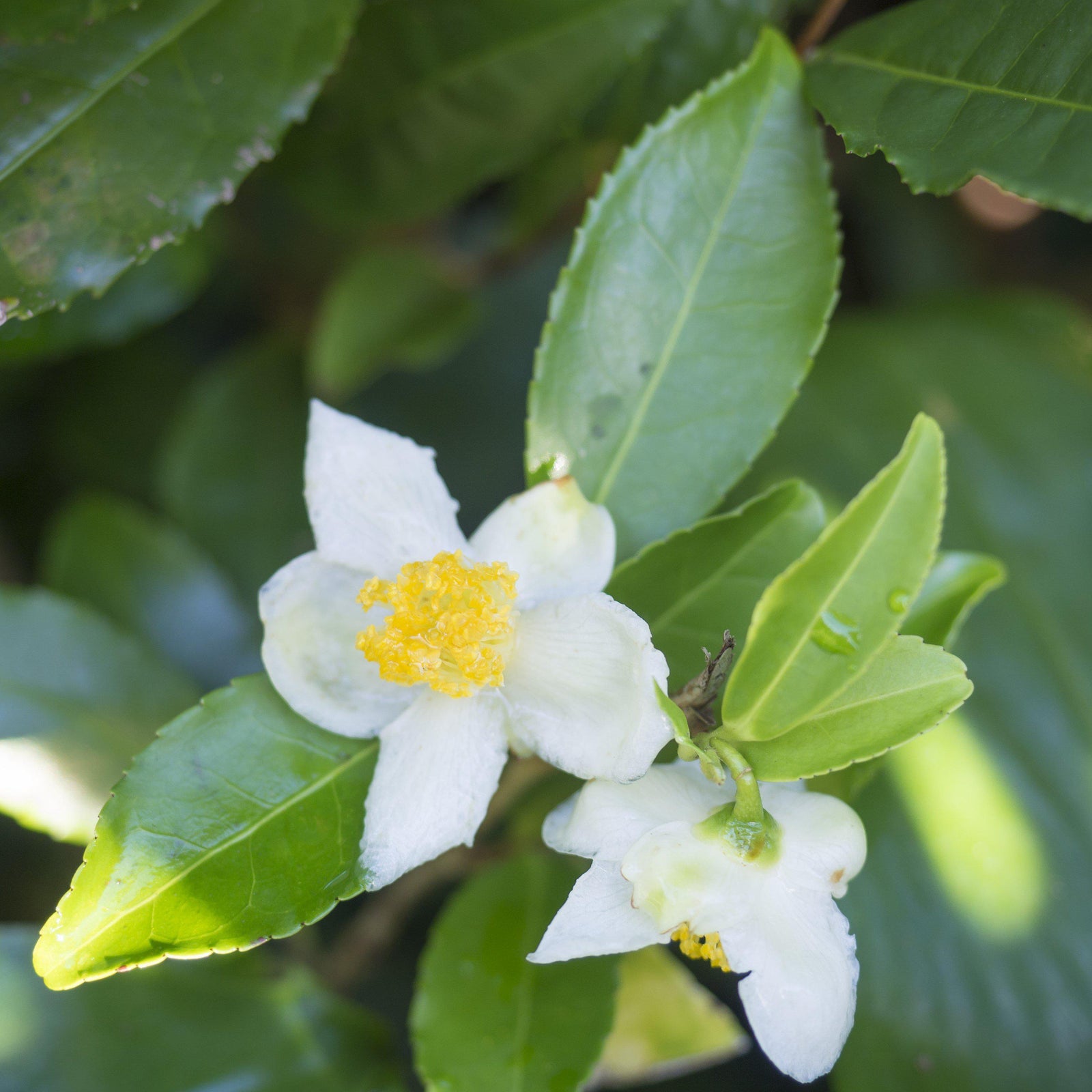 Camellia sinensis ~ Tea Plant - Delivered By ServeScape