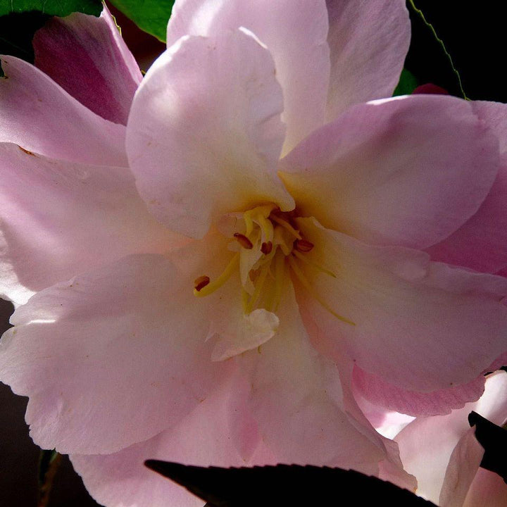 Camellia vernalis 'Star Above Star' ~ Star Above Star Camellia-ServeScape