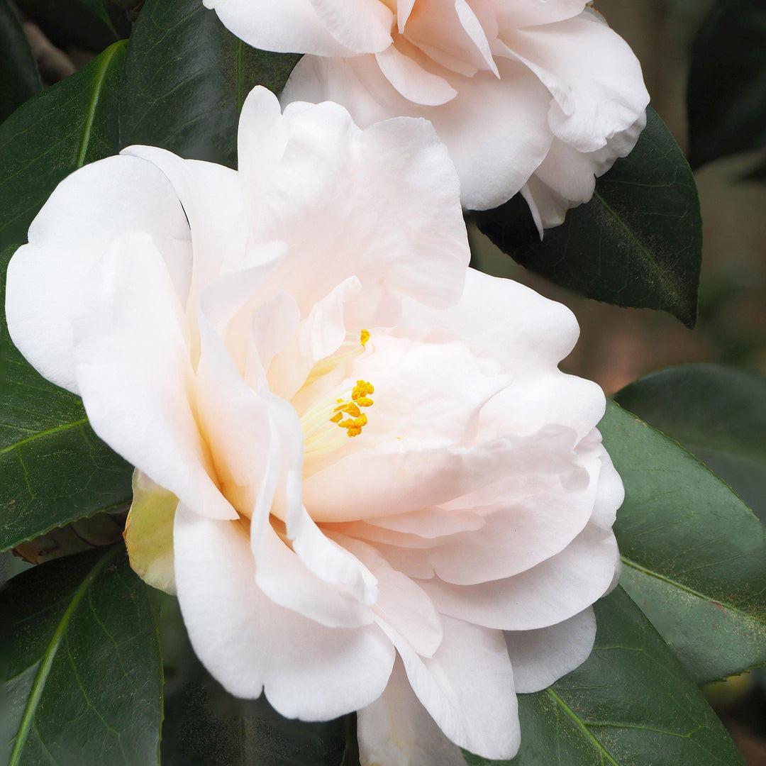 Camellia vernalis 'Star Above Star' ~ Star Above Star Camellia - Delivered By ServeScape