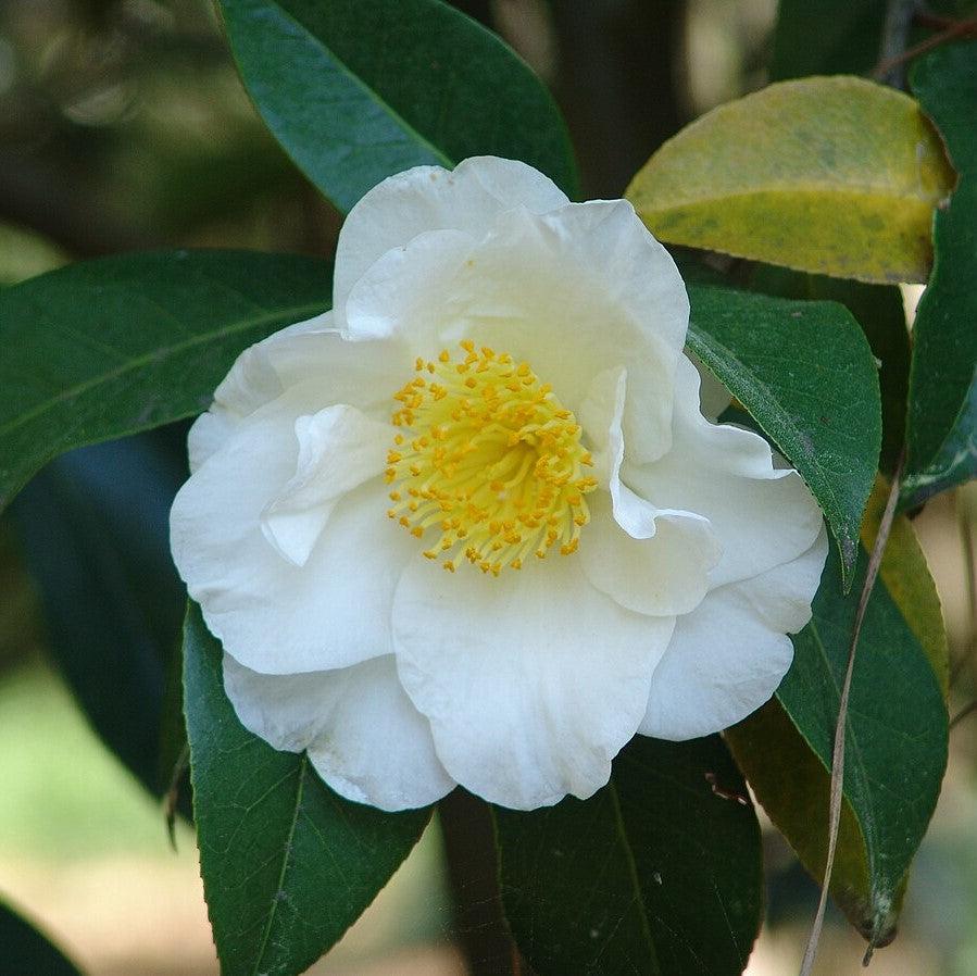 Camellia japonica 'Silver Waves' ~ Silver Waves Camellia-ServeScape