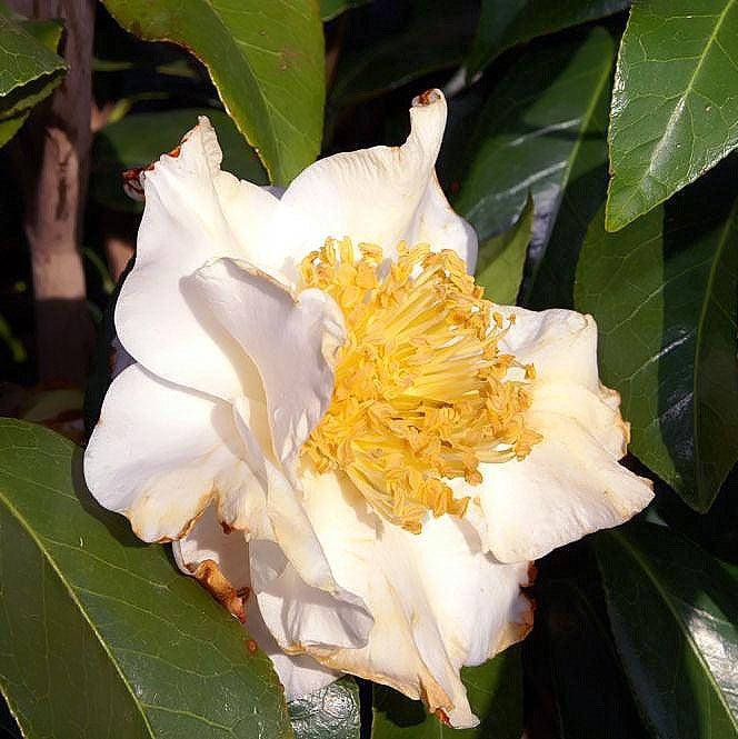 Camellia japonica 'Silver Waves' ~ Silver Waves Camellia-ServeScape