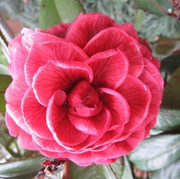 Camellia japonica 'Nuccio's Bella Rossa' ~ Nuccio's Bella Rossa Camellia-ServeScape