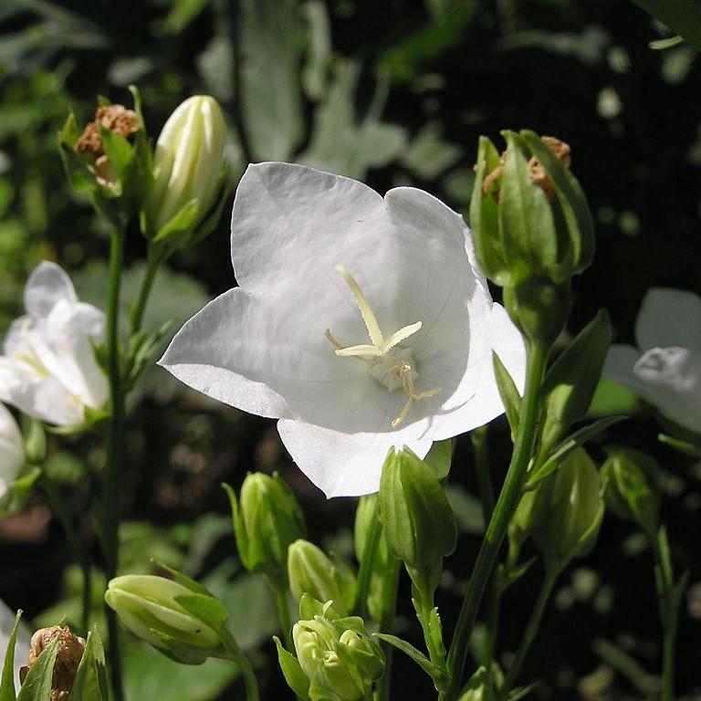 Campanula carpatica "Pristar White' ~ Pristar™ White Bellflower-ServeScape