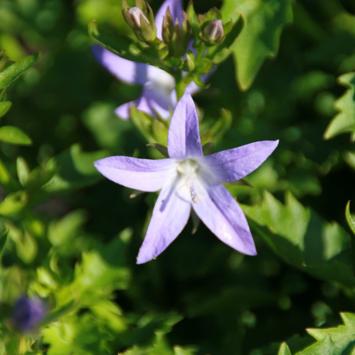 Campanula p. 'Blue Waterfall' ~ Blue Waterfall Bellflower - Delivered By ServeScape