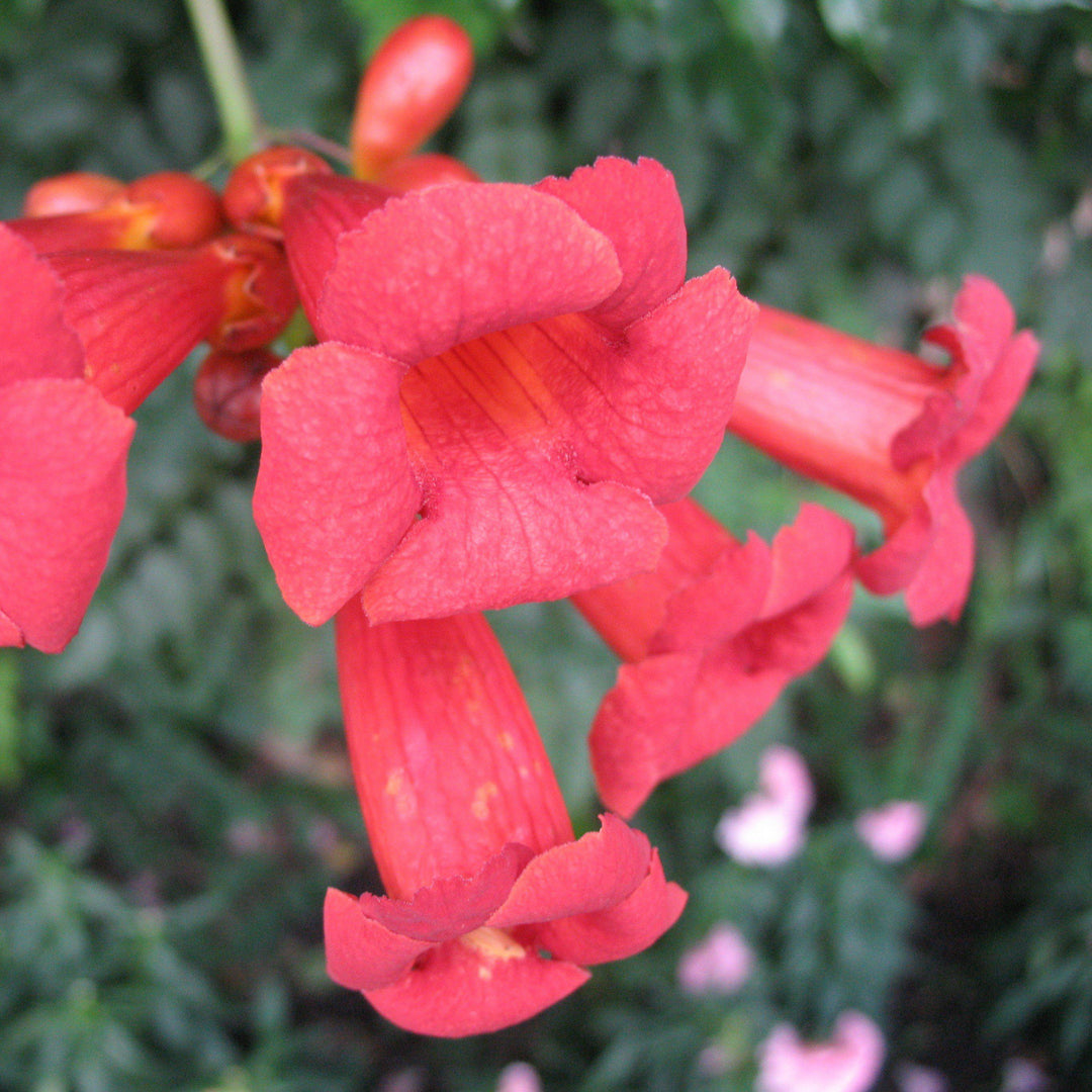 Campsis radicans 'Stromboli' ~ Atomic Red Trumpet Creeper - Delivered By ServeScape