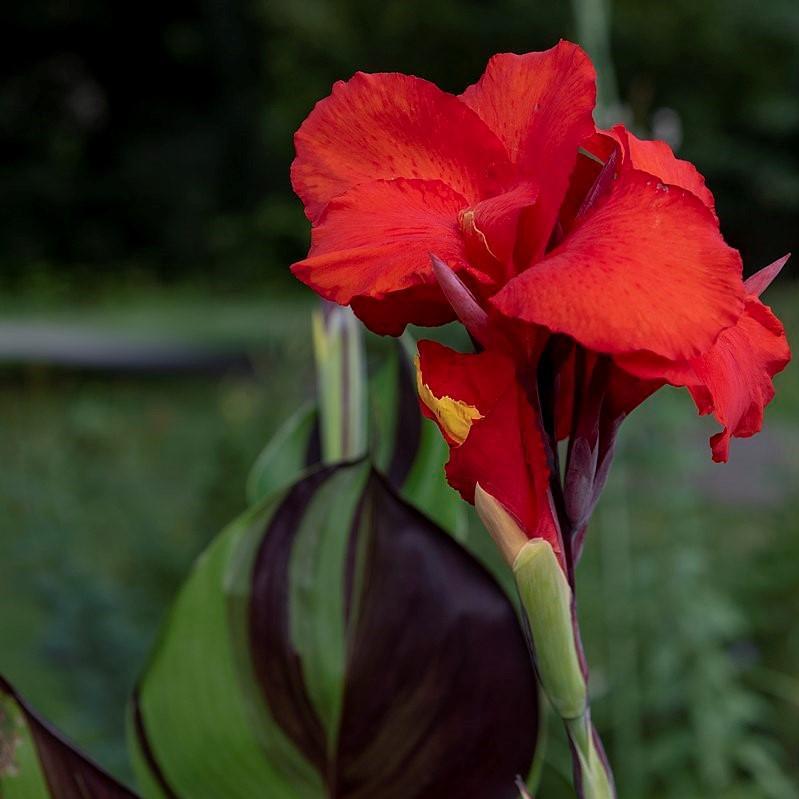 Canna 'Cleopatra' ~ Cleopatra Canna Lily, Red - Delivered By ServeScape