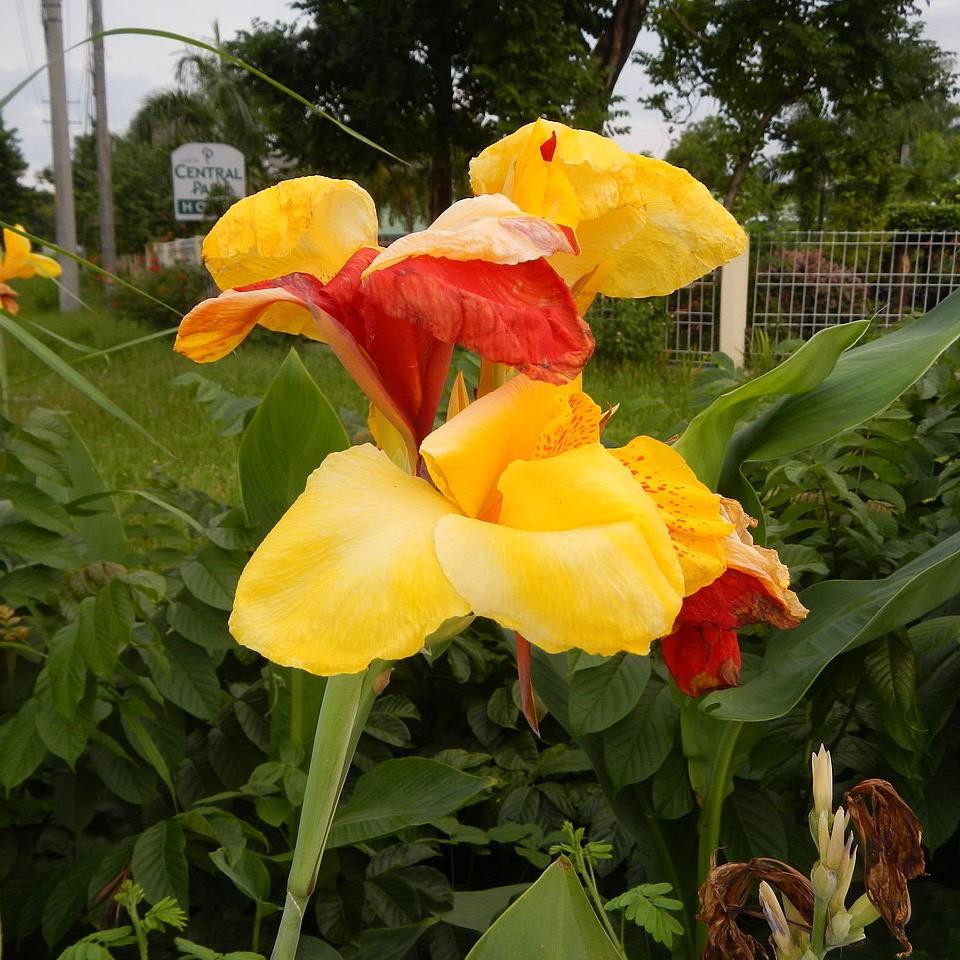 Canna 'Cleopatra' ~ Cleopatra Canna Lily - Delivered By ServeScape
