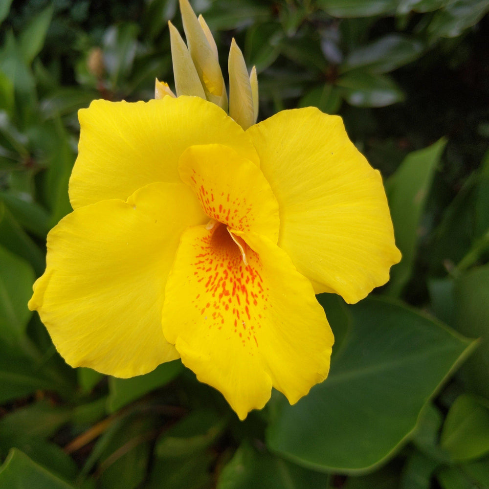 Canna 'Lisa's Gold' ~Lisa's Gold Canna Lily - Delivered By ServeScape