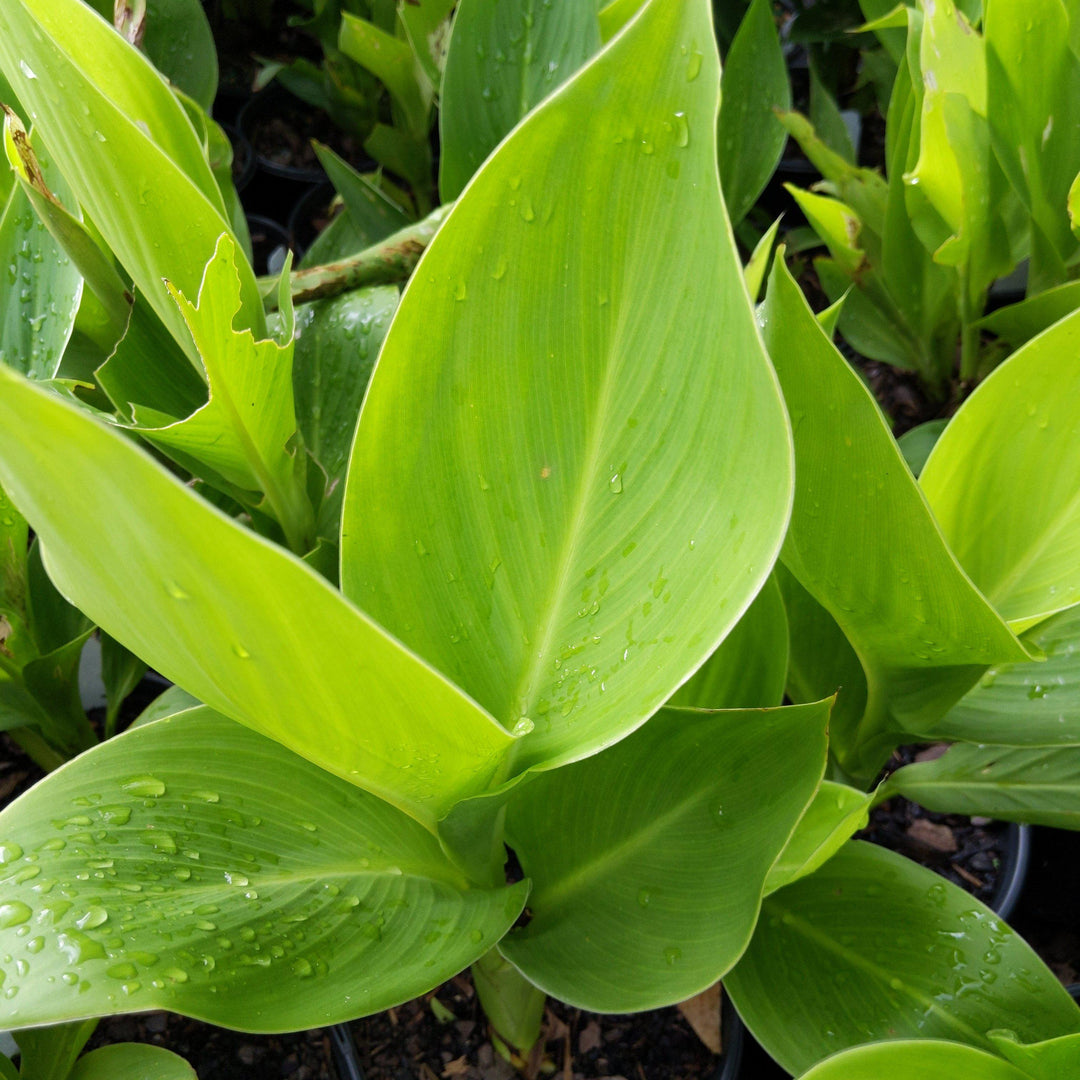 Canna 'Lisa's Gold' ~Lisa's Gold Canna Lily - Delivered By ServeScape