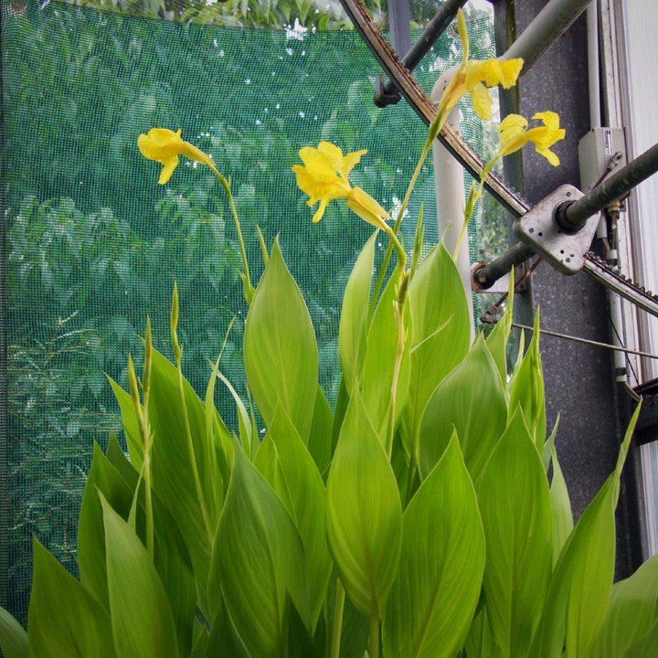 Canna flaccida ~ Golden Canna Lily - Delivered By ServeScape