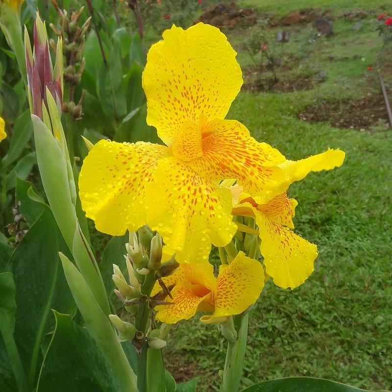 Canna indica 'Happy Emily' ~ CannaSol™ Happy Emily® Canna Lily - Delivered By ServeScape