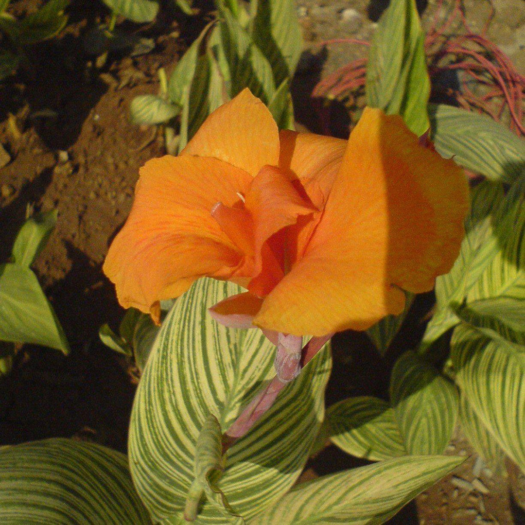 Canna x generalis 'Bengal Tiger' ~Variegated Tiger Canna Lily