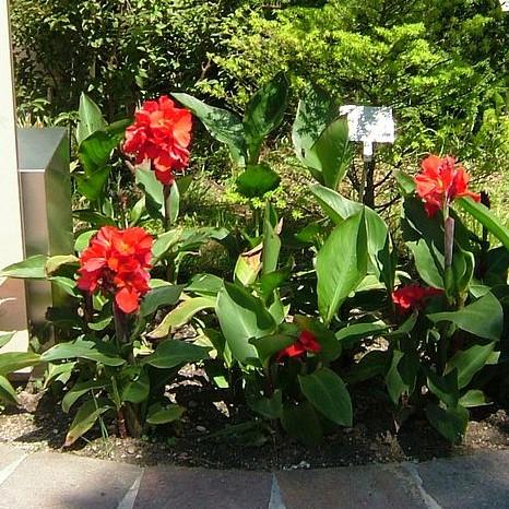 Canna x generalis ~ Canna Lily, Red-ServeScape