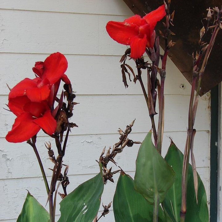 Canna x generalis ~ Canna Lily, Red-ServeScape