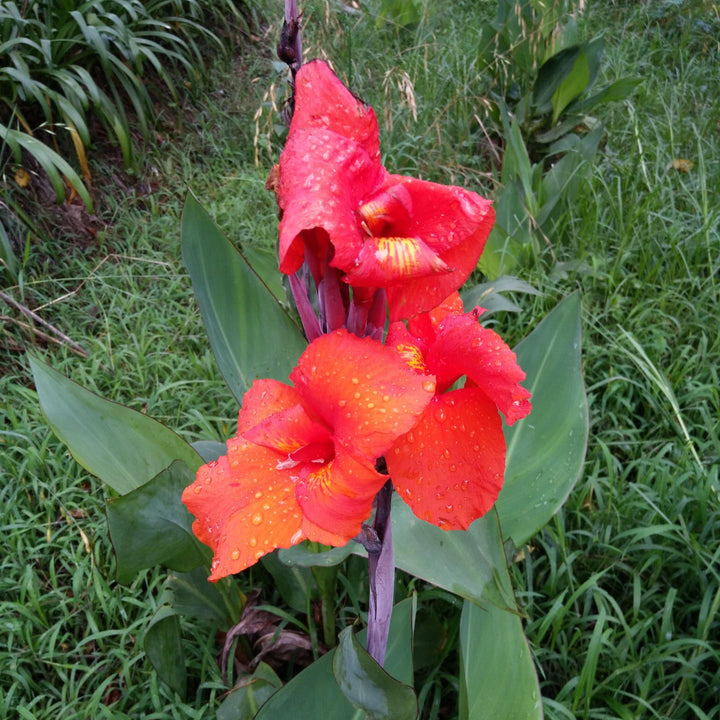 Canna x generalis ~ Canna Lily, Red - Delivered By ServeScape