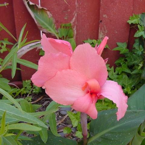 Canna x generalis ~ Canna Lily, Salmon - Delivered By ServeScape