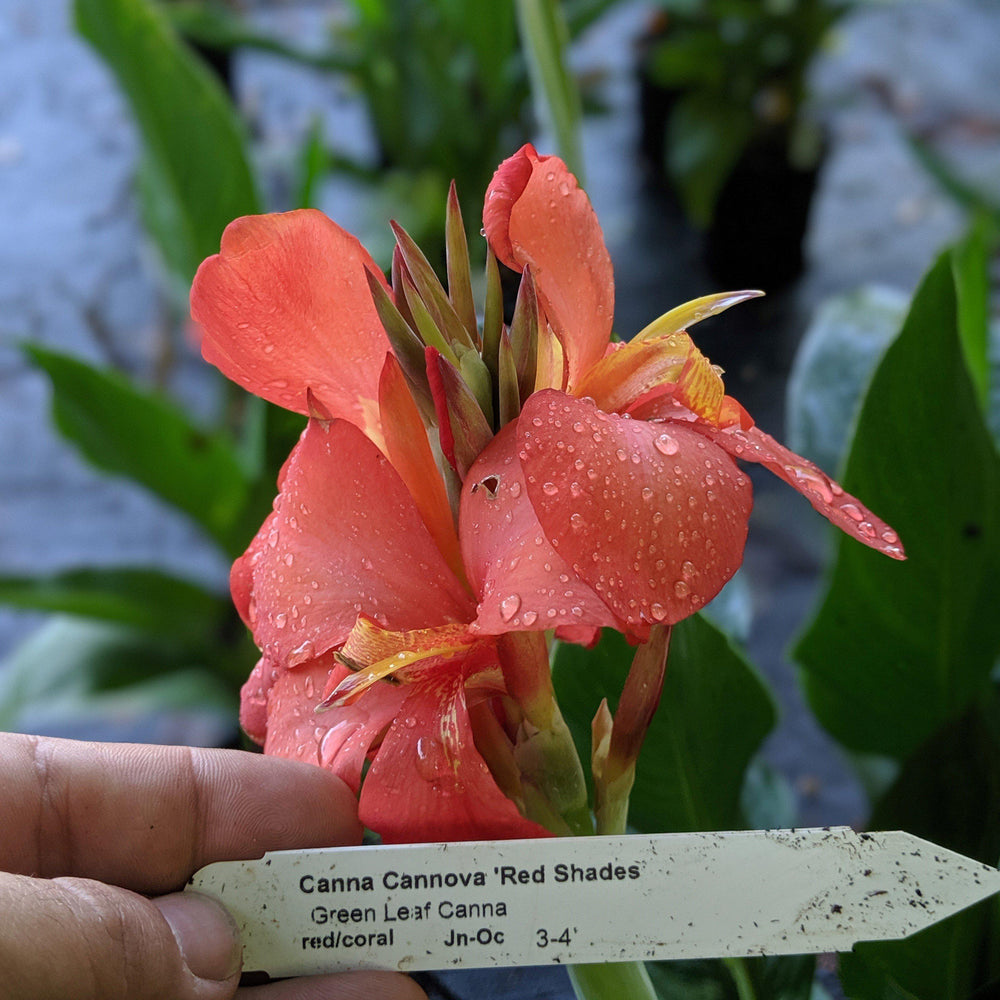 Canna x generalis 'Red Shades' ~ CANNOVA® Red Shades Canna Lily-ServeScape