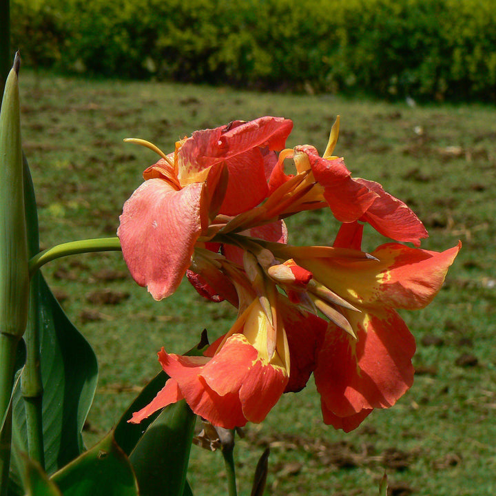 Canna x generalis 'Red Shades' ~ CANNOVA® Red Shades Canna Lily-ServeScape