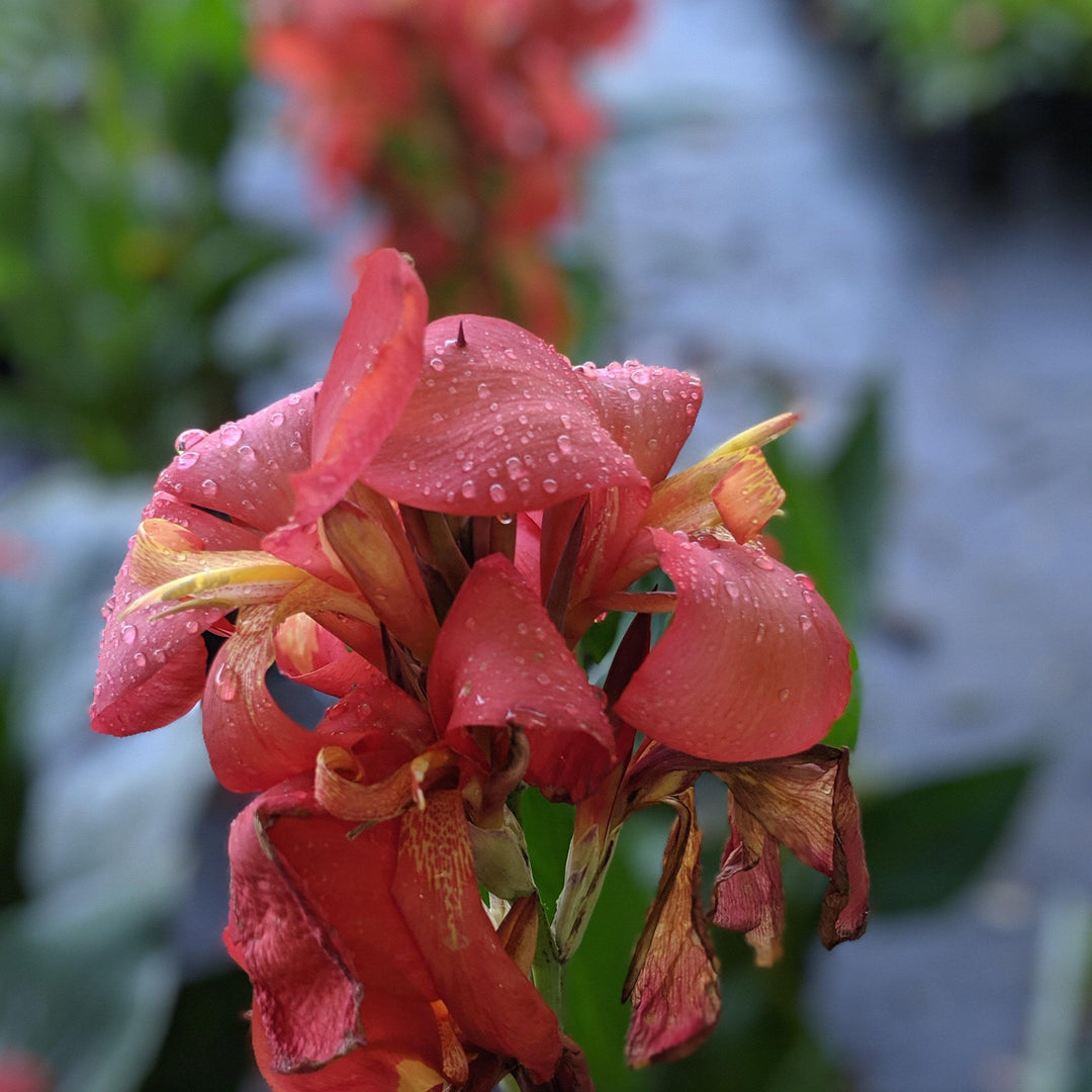 Canna x generalis 'Red Shades' ~ CANNOVA® Red Shades Canna Lily - Delivered By ServeScape