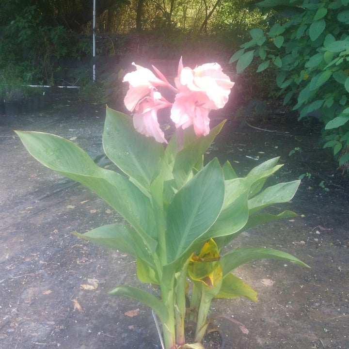 Canna x generalis 'Rose' ~  CANNOVA® Rose Canna Lily - Delivered By ServeScape