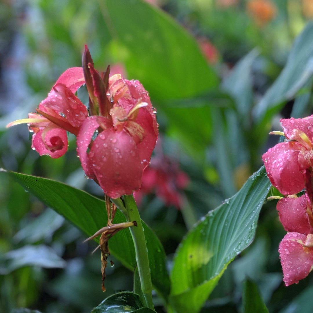 Canna x generalis 'Rose' ~ CANNOVA® Rose Canna Lily-ServeScape