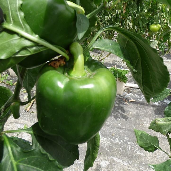 Capsicum annuum 'Better Belle II' ~ Better Belle II Pepper-ServeScape