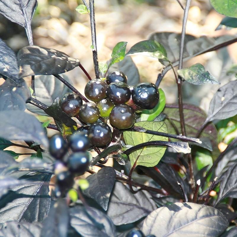 Capsicum annuum 'Black Pearl ~ Black Pearl Ornamental Pepper-ServeScape