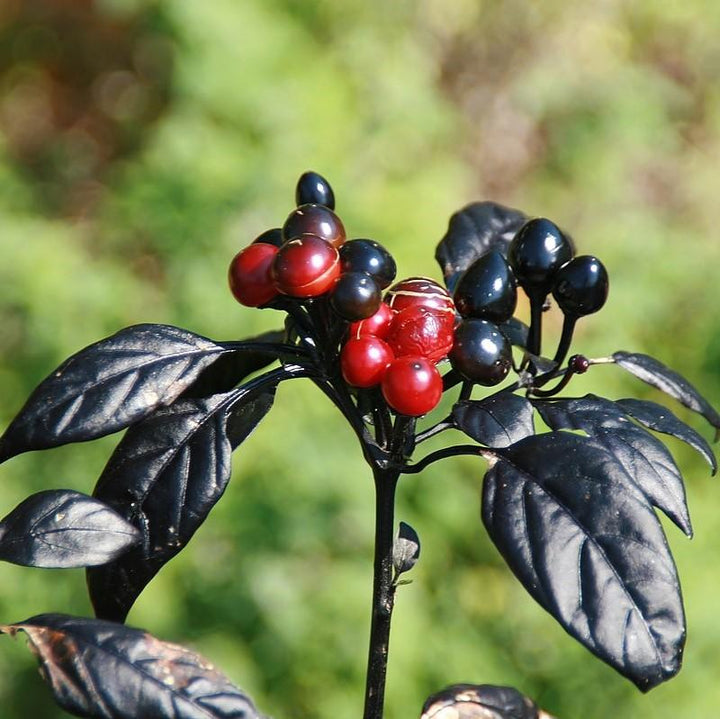 Capsicum annuum 'Black Pearl ~ Black Pearl Ornamental Pepper-ServeScape