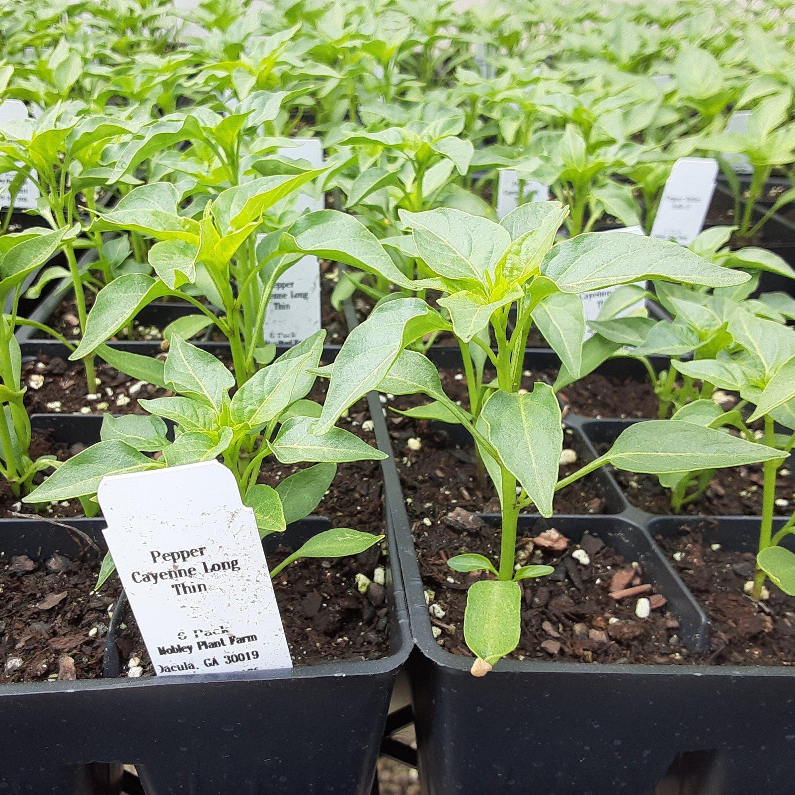 Capsicum annuum 'Cayenne Long Slim' ~ Cayenne Long Slim Pepper - Delivered By ServeScape