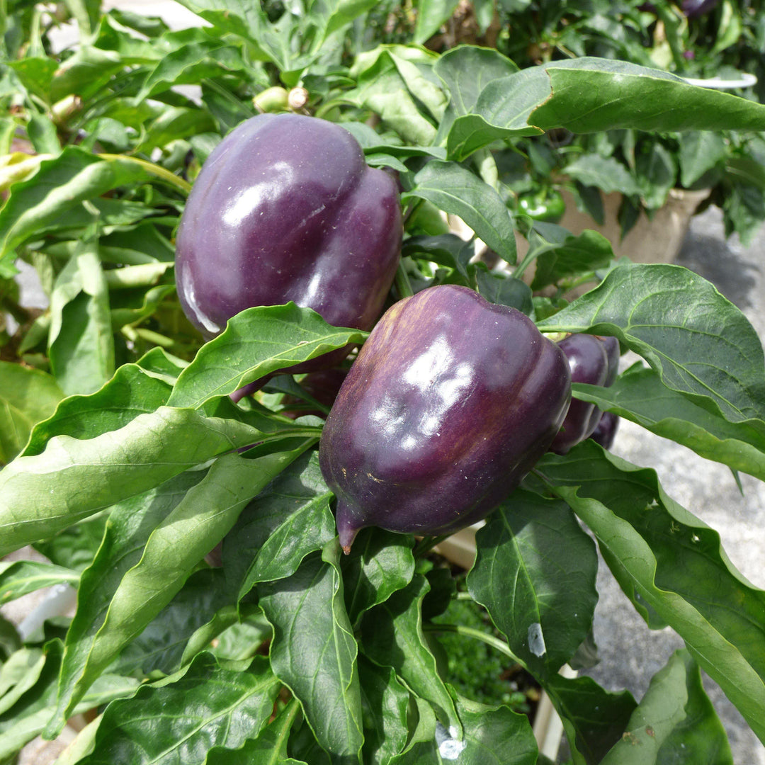 Capsicum annuum 'Purple Beauty' ~ Purple Beauty Pepper - Delivered By ServeScape