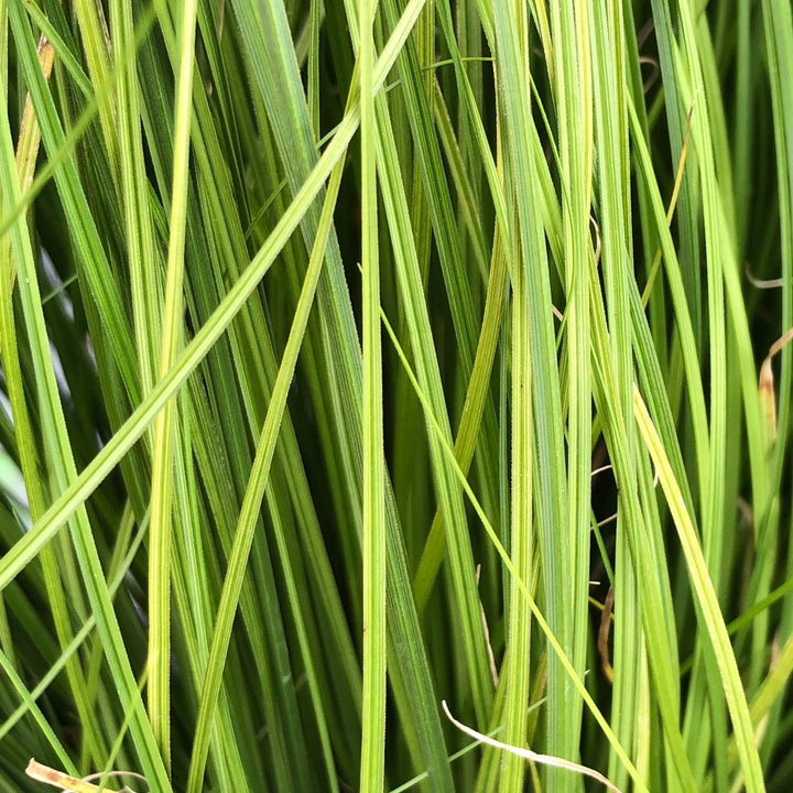 Carex 'Phoenix Green' ~ ColorGrass® 'Phoenix Green™ Carex-ServeScape