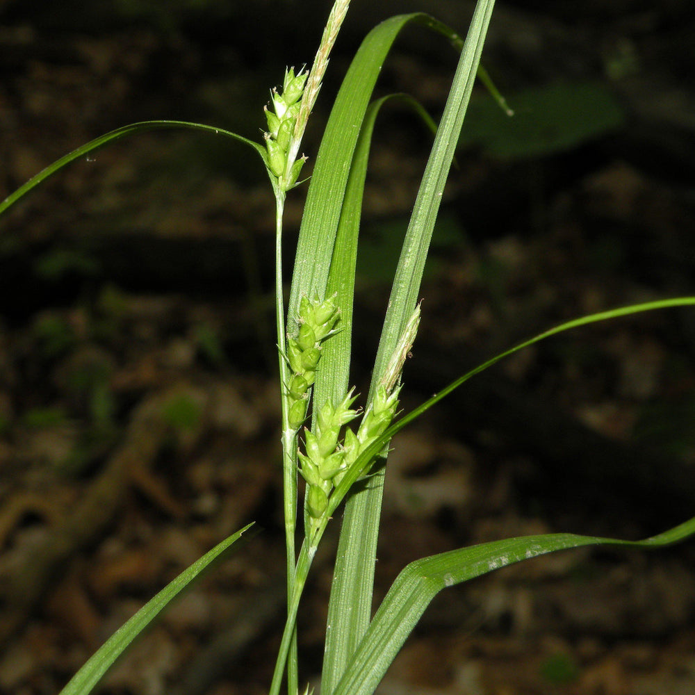 Carex amphibola ~ Creek Sedge-ServeScape