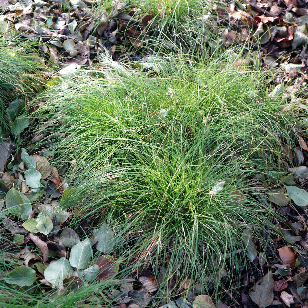 Carex appalachica ~ Appalachian Sedge - Delivered By ServeScape